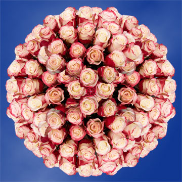 Image of ID 495071416 250 Sweetness Roses Wholesale