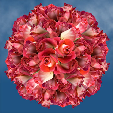 Image of ID 495071417 150 Deep Pink / Cream Roses