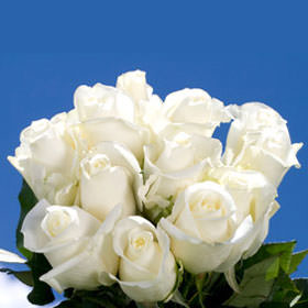 Image of ID 495071425 75 Pure White Roses