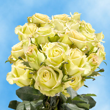 Image of ID 495071427 75 Fresh Creamy Green Roses