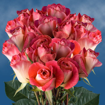 Image of ID 495071431 75 Deep Pink / Cream Roses