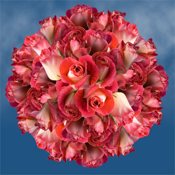 Image of ID 495071433 100 Deep Pink / Cream Roses