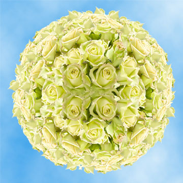 Image of ID 495071441 200 Fresh Creamy Green Roses