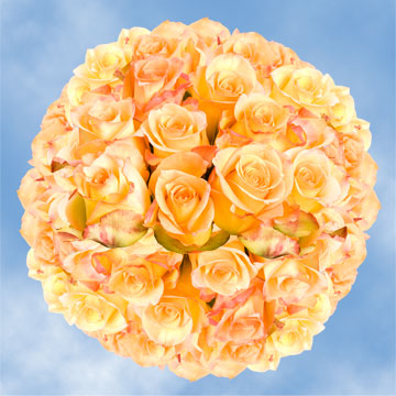 Image of ID 495071451 100 Yellow / Red Tips Roses