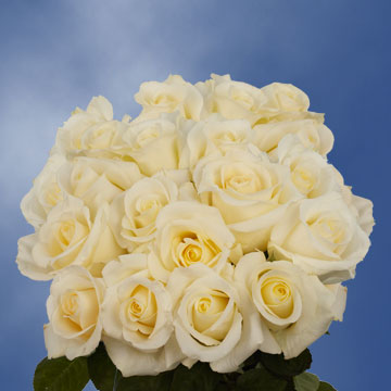 Image of ID 495071461 75 White / Pale Yellow Roses