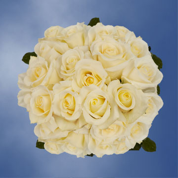 Image of ID 495071462 100 White / Pale Yellow Roses
