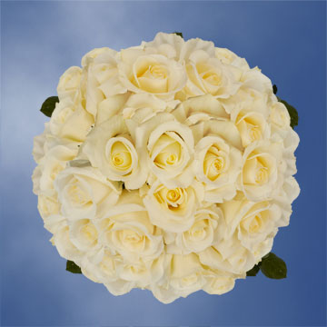 Image of ID 495071464 200 White / Pale Yellow Roses