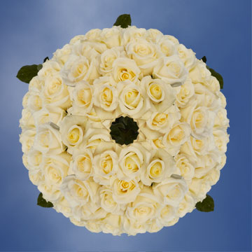 Image of ID 495071479 250 White / Pale Yellow Roses