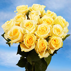 Image of ID 495071480 75 Cream/Yellow Center Roses