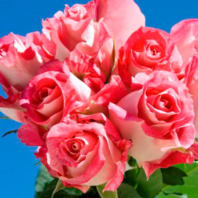 Image of ID 495071482 100 Light Pink/Hot Pink Roses