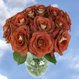 Image of ID 495071494 168 Assorted Elegant Roses
