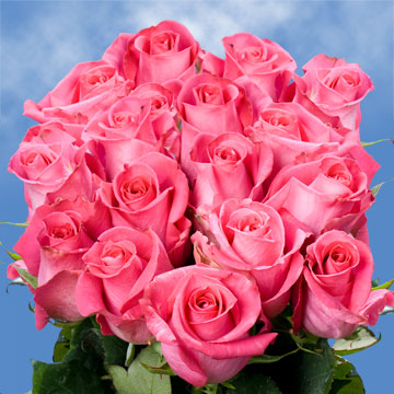 Image of ID 495071498 75 Fresh Cut Deep Pink Roses