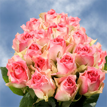Image of ID 495071511 75 Fresh Creamy Pink Roses