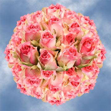 Image of ID 495071512 100 Fresh Creamy Pink Roses