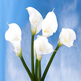 Image of ID 495071516 72 White Calla Lilies