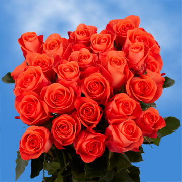 Image of ID 495071518 75 Fresh Salmon Orange Roses