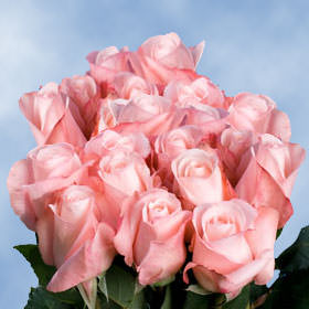 Image of ID 495071520 75 Fresh Cut Light Pink Roses