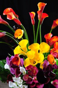 Image of ID 495071532 60 Assorted Calla Lilies