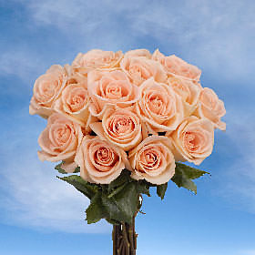 Image of ID 495071546 100 Fresh Cut Peach Roses