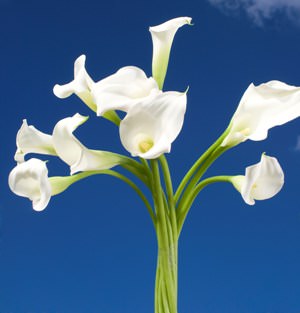Image of ID 495071550 60 White Calla Lilies