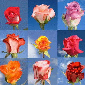Image of ID 495071564 150 Roses of Your Choice