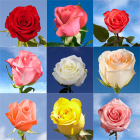 Image of ID 495071566 200 Roses of Your Choice