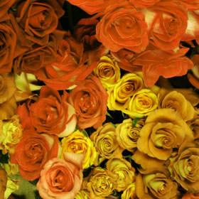 Image of ID 495071570 200 Yellow / Orange Roses
