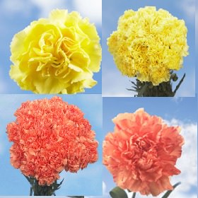 Image of ID 495071572 400 Yellow / Orange Carnations