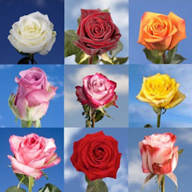 Image of ID 495071573 500 Roses of Your Choice