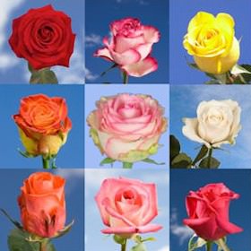 Image of ID 495071580 250 Roses of Your Choice