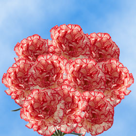 Image of ID 495071587 200 Peppermint Carnations