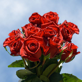 Image of ID 495071603 125 Velvety Deep Red Roses