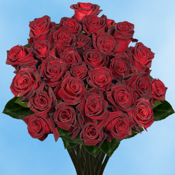 Image of ID 495071607 75 Fresh Cut Dark Red Roses