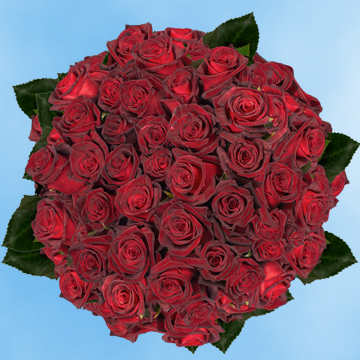 Image of ID 495071608 125 Fresh Cut Dark Red Roses
