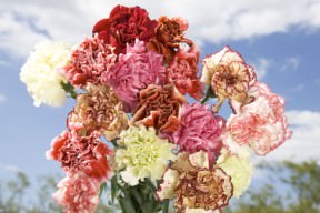 Image of ID 495071617 350 Assorted Color Carnations