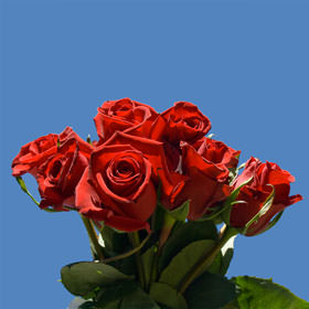 Image of ID 495071623 75 Velvety Deep Red Roses
