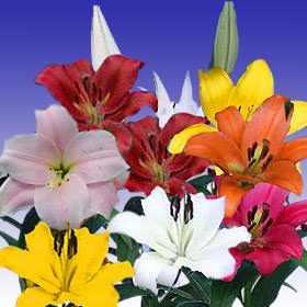 Image of ID 495071637 40 Assorted Asiatic Lilies