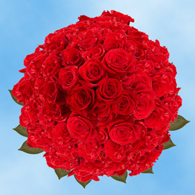 Image of ID 495071643 200 Fresh Cut Bright Red Roses