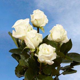 Image of ID 495071645 72 White Garden Roses