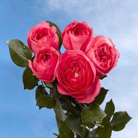 Image of ID 495071646 72 Dark Pink Garden Roses
