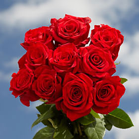 Image of ID 495071657 250 Fresh Cut Bright Red Roses