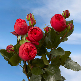 Image of ID 495071662 72 Red Piano Garden Roses