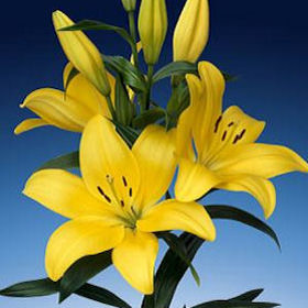 Image of ID 495071667 160 Yellow Asiatic Lilies