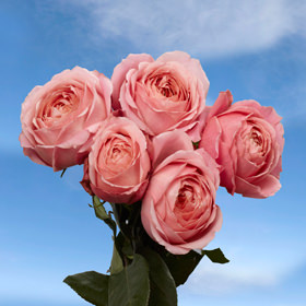 Image of ID 495071677 72 Pink Antike Garden Roses
