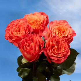 Image of ID 495071678 72 Multicolor Garden Roses
