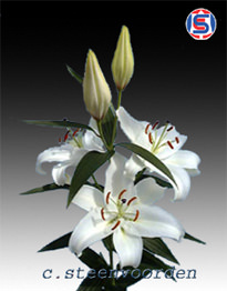 Image of ID 495071683 20 White Oriental Lilies