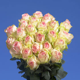 Image of ID 495071688 100 Creamy/Light Pink Roses