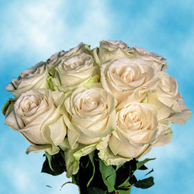 Image of ID 495071692 75 Long Roses Wholesale