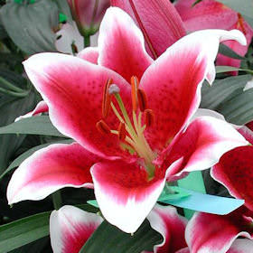 Image of ID 495071700 50 Stargazer Oriental Lilies