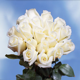 Image of ID 495071723 75 Long Roses Wholesale
